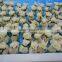 Frozen spring rolls with best price hot sale in Europe
