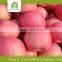 apple fuji, red delicious apple fruit export