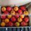 MOQ acceptable for Oranges and Lemons in Egypt