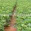 Evergreen Foliage Outdoor Landscaping Decorative Ornamental Plants Schefflera Octophylla (Lour.) Harms