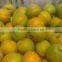 frozen Frozen apricot whole ,golden sun
