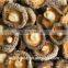 IQF SHIITAKE MUSHROOM FRESHMUSHROOM