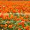 Zeaxanthin oil 10% ISO, GMP, HACCP, KOSHER, HALAL certificated manufacture