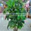 Songtao company high quality artificial plants potted plant bonsai tree 185cm plastic lucky tree