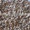 Hemp seeds