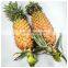 Vietnam Premium Quality WHOLE IQF Carton Common Cultivation Type Frozen Fruits For Dessert Snack Baking