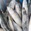 Pacific Mackerel