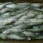 Frozen Sardine from Chinese Manufacture