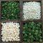 freeze dried Fuji apple dice