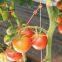 Plastic Garden Hooks Vegetable Support J-Hook Clips to Prevent Tomatoes From Pinching or Falling Off