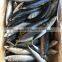 Scomber Japonicus Mackerel Fish From Ocean