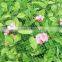 plastic BOP netting as Fruit cage/Anti bird net/Plant protection net