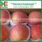 fresh fuji apple, names all fruits