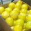 Fresh Lemon