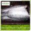 Best Price Fresh Frozen Tilapia Fillet Fishs