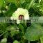 Hana F1 Okra Seeds