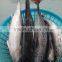 Fresh Fish bonito tuna frozen eastern little tuna 750G+ for sale