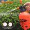 2L Plastic Pressure Sprayer Botter For Home And Garden
