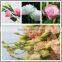 Best Price Fresh Cut Flowers White Eustoma For Sale