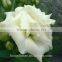 Best Price Fresh Cut Flowers White Eustoma For Sale