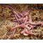 ORGANIC FERTILIZER - EARTHWORM - VERMICOMPOST (MANURE) 2016 (Jolie Whatsapp Viber 84 98 358 7558)