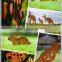 Decorative laser cut corten steel metal screen home decor