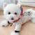 Breathable New Mood Calming Apparel Cool Custom Fashions Luxury Pet Designer Clothes