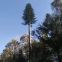 Camouflaged Pole Palm /Pine Micro Cell Tower Bionic Tree Tower