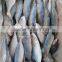 supply frozen indian mackerel