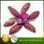 Chinese Purple Sweet Fresh Potato