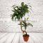 Home Decorative Artificial Bonsai Tree For Sale