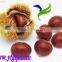 Organic Chinese Fresh Chestnuts on sale with cheap price for sale best service