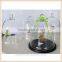 glass bell cloche jars with wooden base wholesale