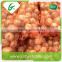 Egypt export fresh onion