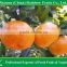 Citrus fruits Mandarin orange
