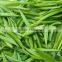 GMP & TUV certified factory supply natural Green Tea Extract catechins