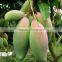 Mango tree seedling Mangifera indica tree seedlings