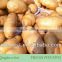Shandong Fresh potatoes