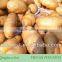 Shandong Fresh Potatoes