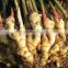 for Southeast Asia Size 100g Ginger Export