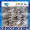 Frozen Blanched Baby Octopus Mouth Out