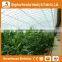 Heracles low cost vegetable greenhouse