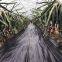 Garlic and onion PP woven weed control mat,plastic ground cover black weed kill fabric,100gsm anti grass gardening mat