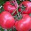 Big Pink Seeds Hot Tomato Greenhouse Plant Tomato Seeds No.63