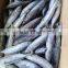 Frozen bonito fish ( Auxis thazard) for fish bait