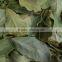 Bay Leaves factory Turkey , Laurel factory , Laurel Leaf price , New season bay laurel leaf , bay leaf market