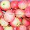 Red Gala Apple