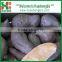 BEST SELLER - CHINESE SWEET POTATOES