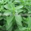 Organic Stevia Leaf Extract Powder