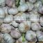 Supply China Fresh Garlic Crop Harvest